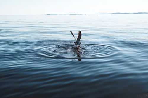 Free A seagull takes flight over calm ocean waters, creating ripples in the serene environment. Stock Photo