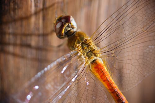 Close-Up Shot of a Dragonfly 