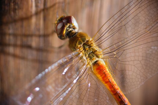 Macro shot of a dragonfly with transparent wings and intricate patterns perched on wood.