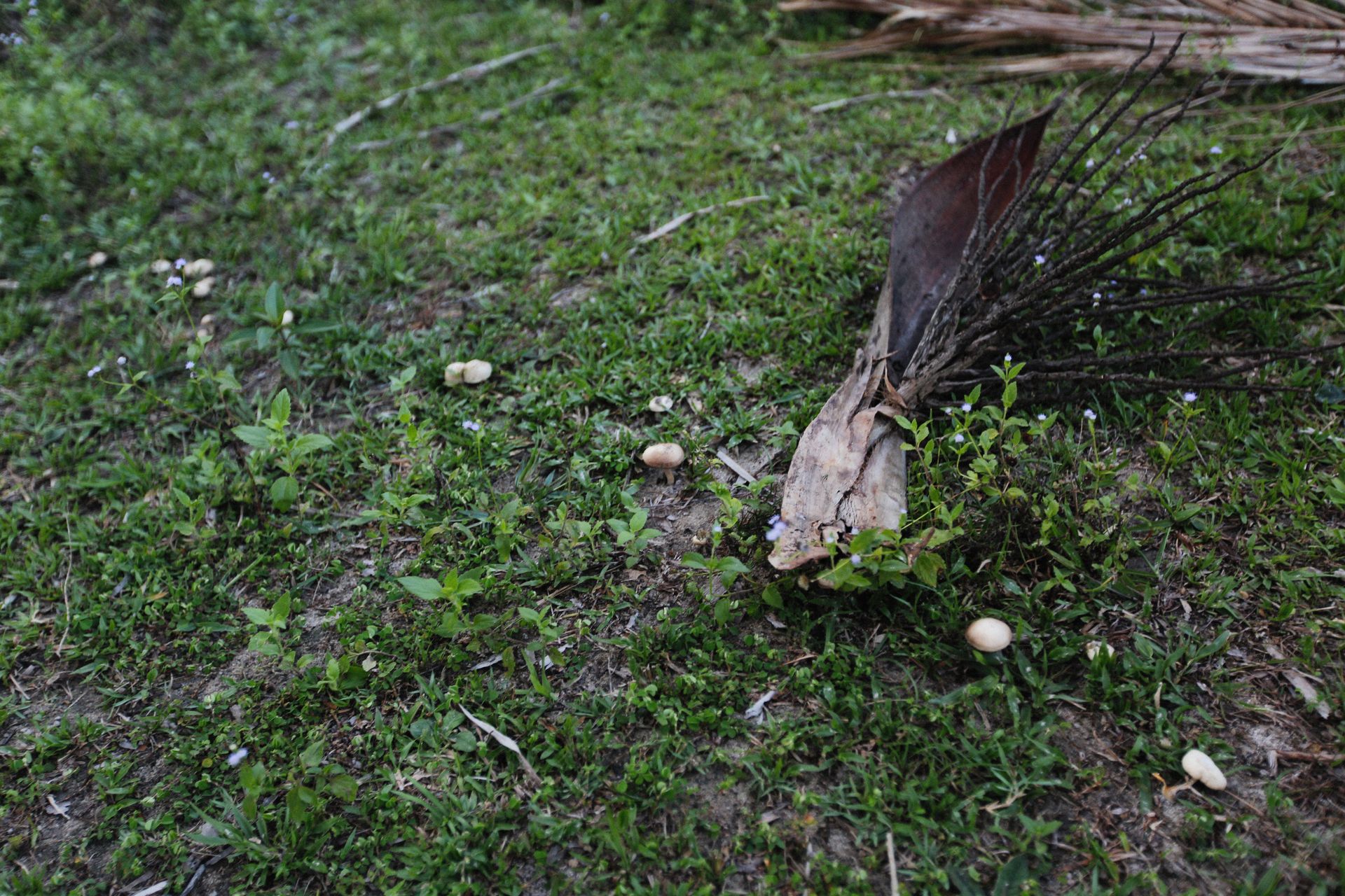 Close-up of wild mushrooms and dry plants on a natural grassy surface.