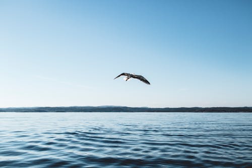 海の上を飛んでいる鳥のローアングル写真