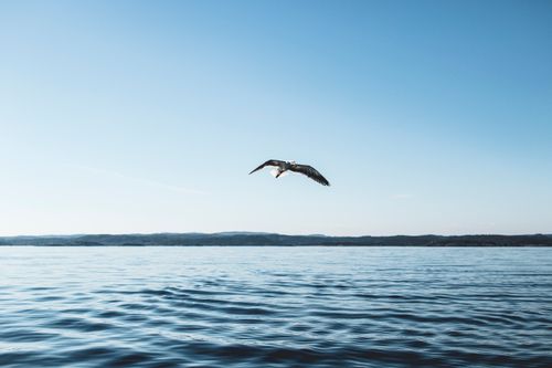Free A seagull gracefully glides over peaceful ocean waters under a clear sky, depicting a tranquil scenery. Stock Photo