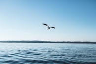 湛蓝的天空下，海鸥在平静的湖面上空飞翔，景色宁静