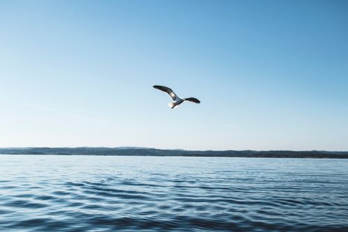 Free A serene view of a seagull flying over calm lake waters with a clear blue sky. Stock Photo