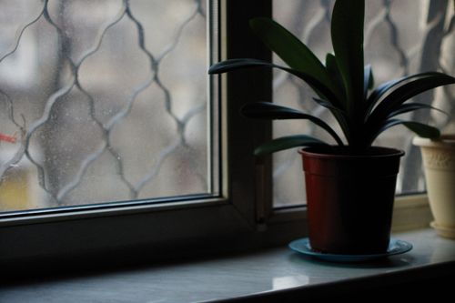 Free A green potted plant on a windowsill, captured in minimal soft light indoors. Stock Photo