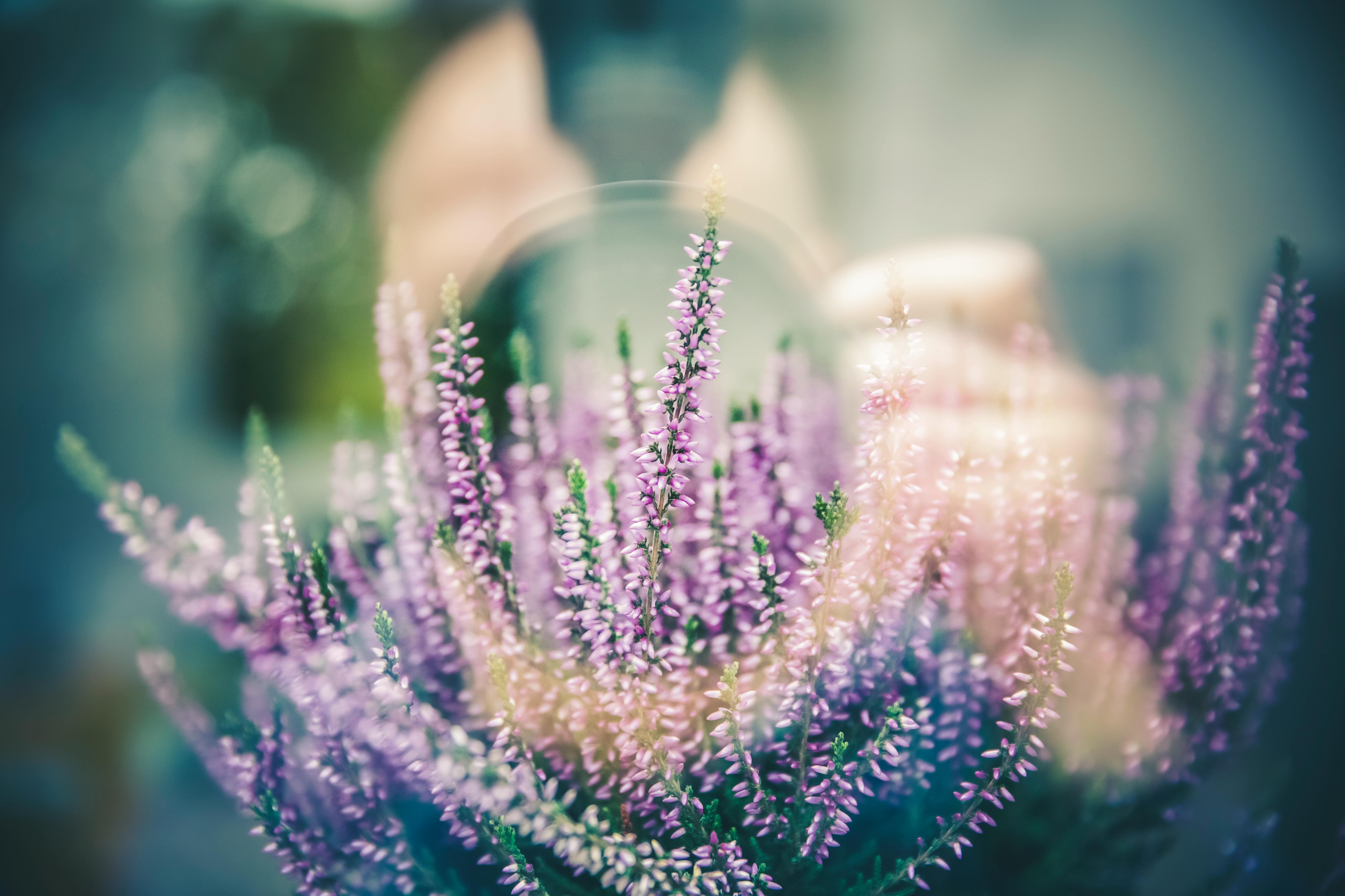 薰衣草花聚焦，反射面捕捉到部分自画像