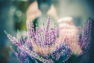 薰衣草花聚焦，反射面捕捉到部分自画像