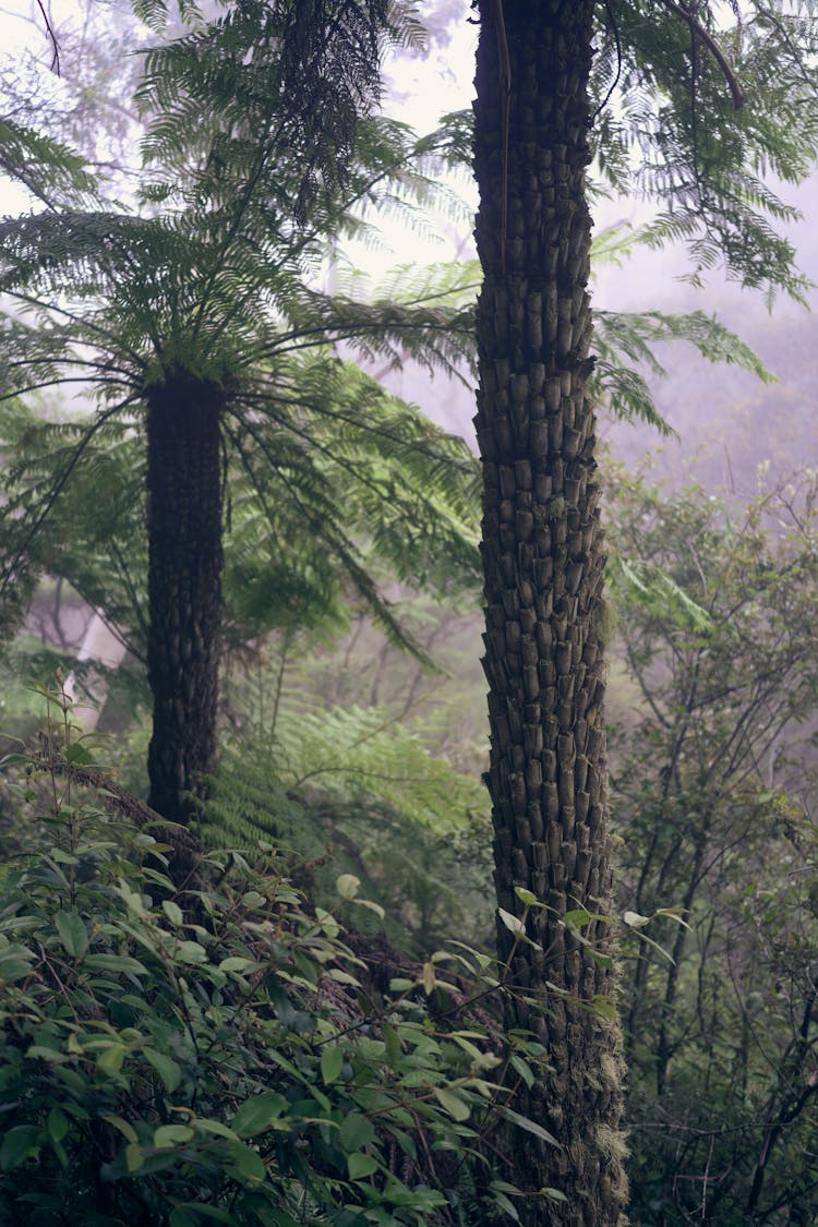 Misty Rainforest In Australia