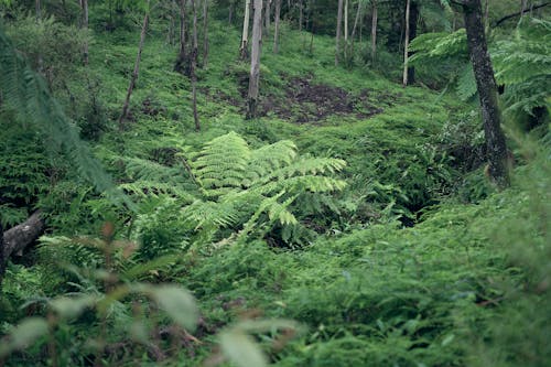 Безкоштовне стокове фото на тему «вирощування, гігант, джунглі фону»