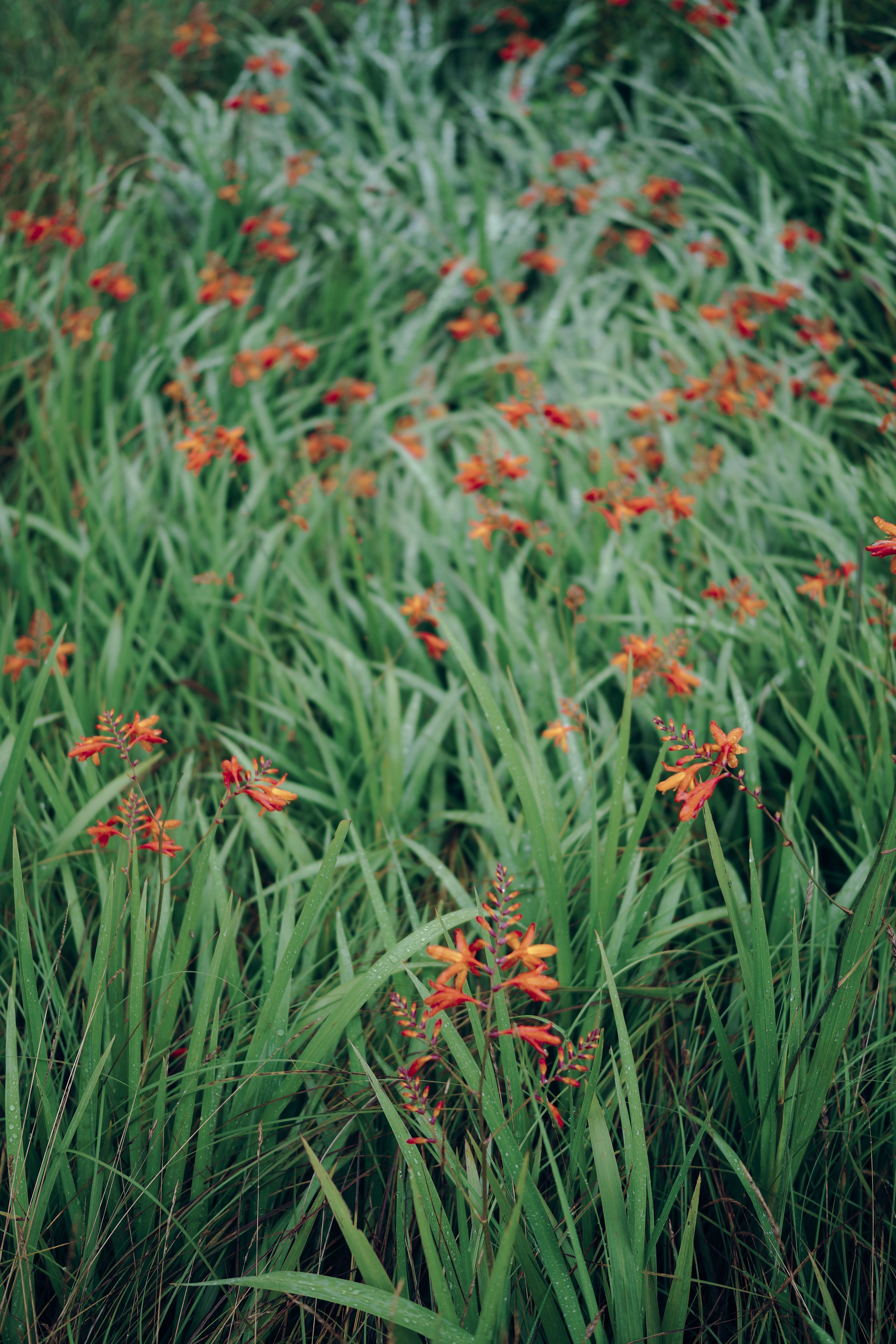 Crocosmia
