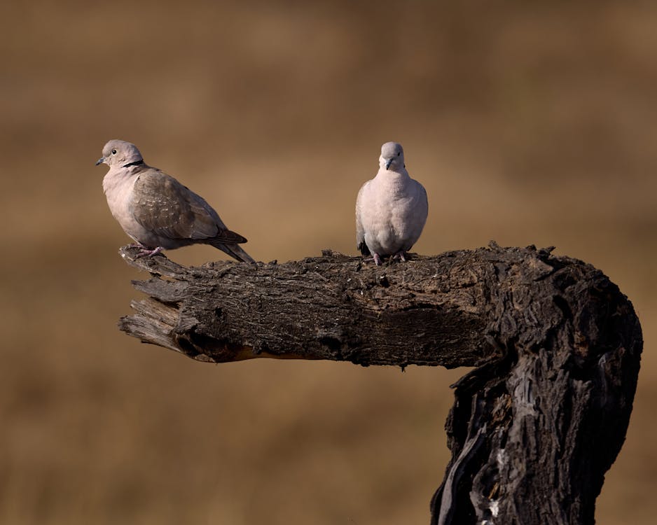Free Two Eurasian Collared Doves Perched on a Branch Stock Photo