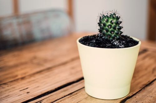 Free A small cactus in a pale yellow pot placed on a rustic wooden table, perfect for adding greenery to indoor spaces. Stock Photo