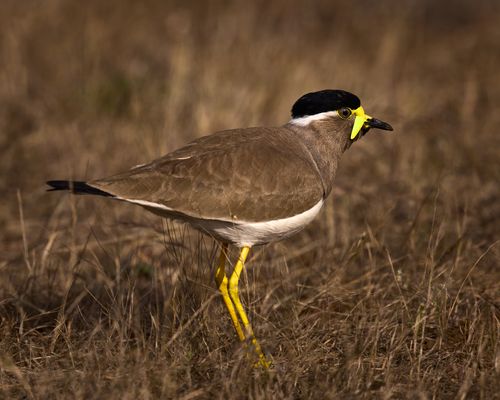 Free Detailed capture of a Yellow-wattled Lapwing (Vanellus malabaricus) in Bhigwan, India. Stock Photo