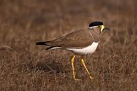 Shallow Focus Photo of a Yellow-Wattled Lapwing on Brown Grass