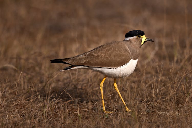 Shallow Focus Photo Of A Yellow-Wattled Lapwing On Brown Grass