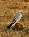 Gray and White Bird on Brown Rock
