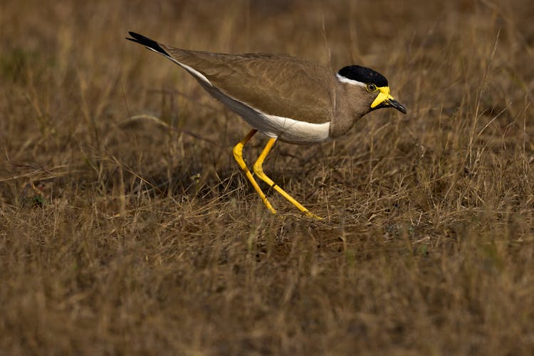 Yellow-wattled Lapwing On Grass