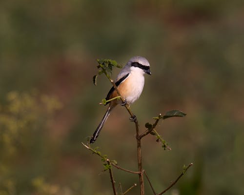 Close-Up Shot of a Long Tailed Shrike 