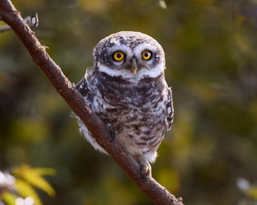 Free Shallow Focus Photo of a Spotted Owlet Perched on a Tree Branch Stock Photo