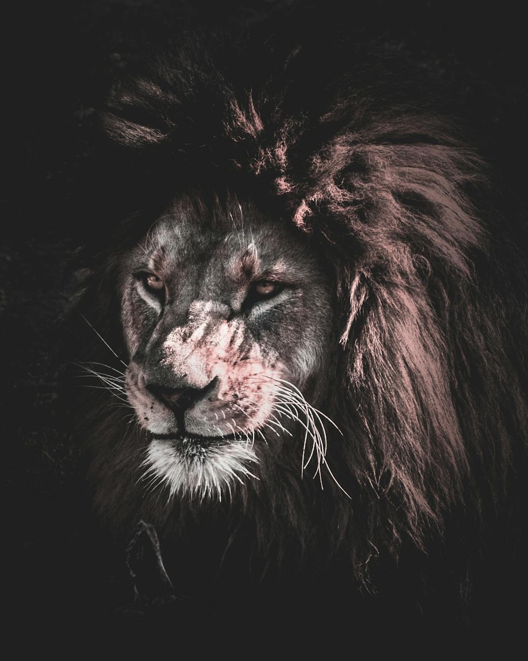 أجمل صور الاسود | Lions Photos Pexels-photo-1106452