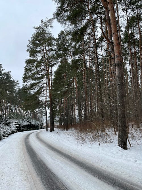 Základová fotografie zdarma na téma les, příroda, silnice