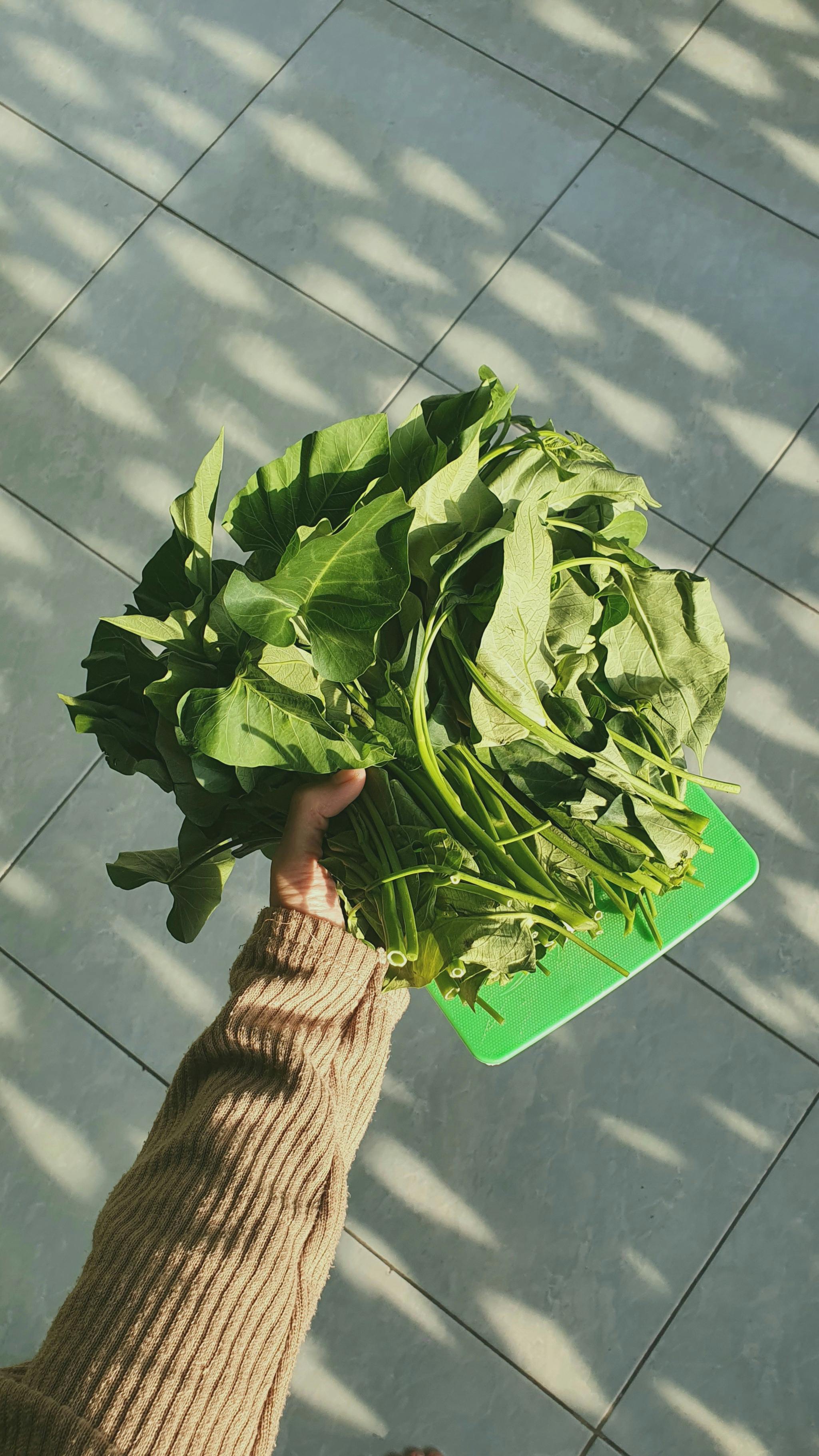 Kangkong Water Spinach - Urban Goes Green Plant Guide
