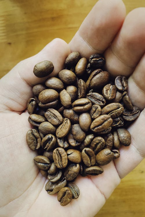 Brown Coffee Beans on Persons Hand