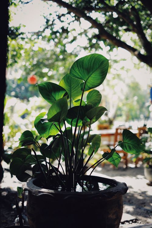 Free Close-up of lush green leaves in a pot with blurred outdoor garden background. Stock Photo