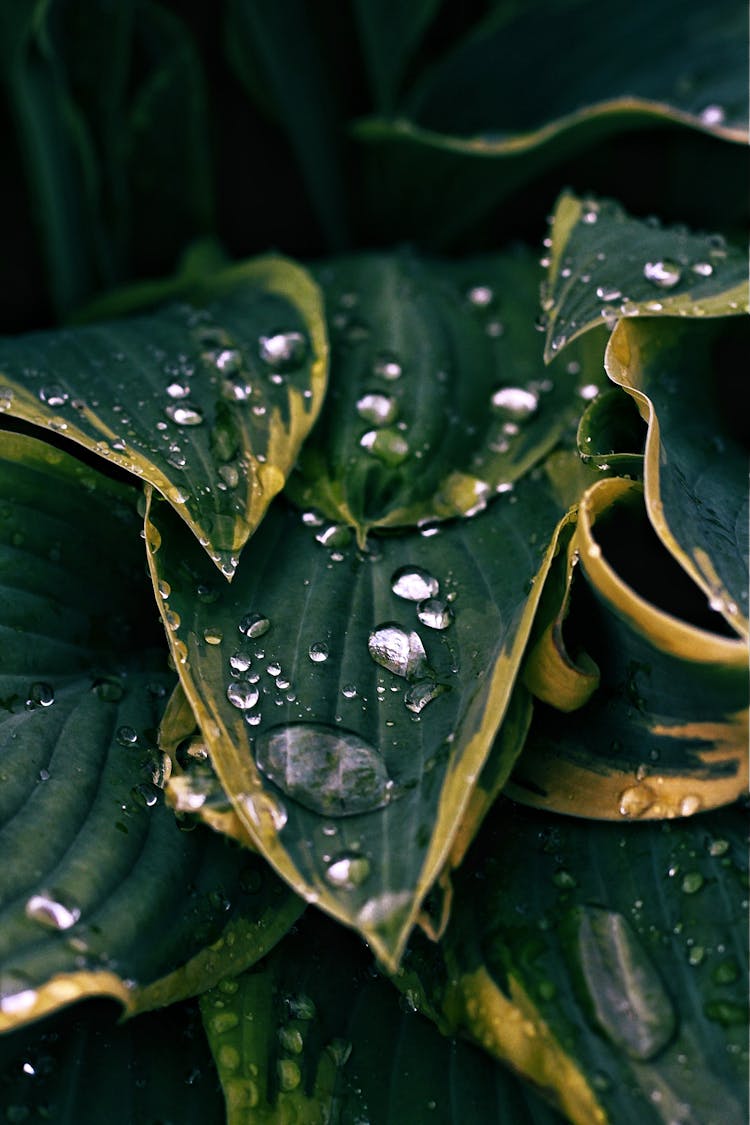 Close-Up Shot Of Water Droplets On Plantain Lilies
