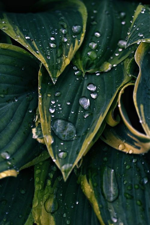 Free Close-up of lush green leaves with water droplets, highlighting natural beauty. Stock Photo