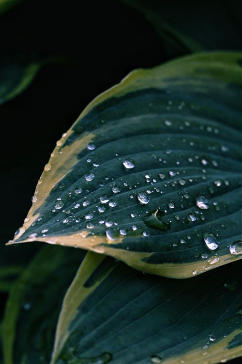 Free Close-up of vibrant green leaves covered with fresh water droplets, showcasing nature's beauty. Stock Photo