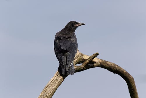 bezplatná Základová fotografie zdarma na téma corvus corone, fotografie ptáků, fotografování zvířat Základová fotografie