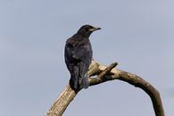Black Crow on Brown Tree Branch
