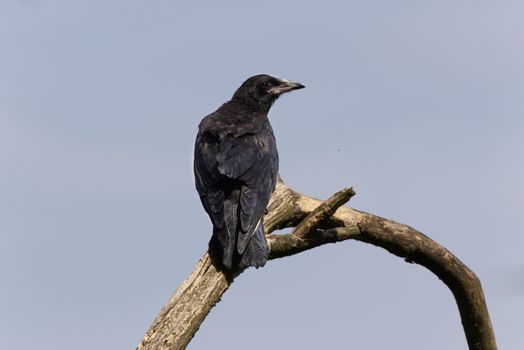 Macro Shot of a Carrion Crow 