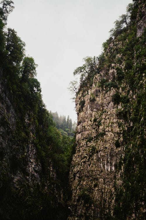 Foto d'estoc gratuïta de ble, cel blanc, foto amb angle baix