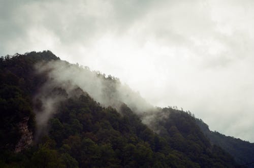 Fog in the Trees in the Mountains