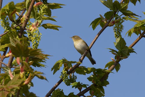 Gratis stockfoto met aviaire, bladeren, boomtak