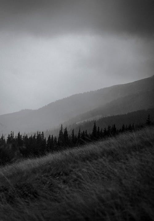 Grayscale Photography of Trees on Hill