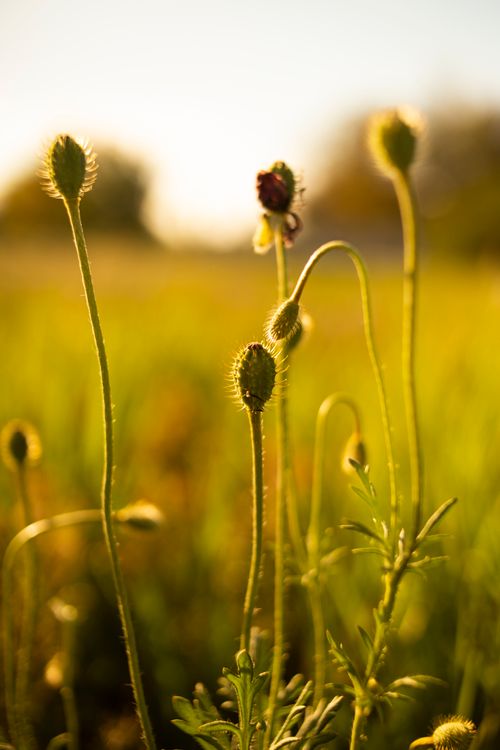 Free Close-up shot of wildflower buds in a sunlit field, capturing nature's beauty at golden hour. Stock Photo