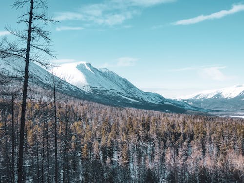 View of a Forest and Mountains in Winter