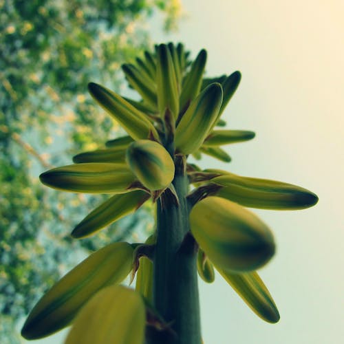 Free Aloe Vera Flower form downside view Stock Photo