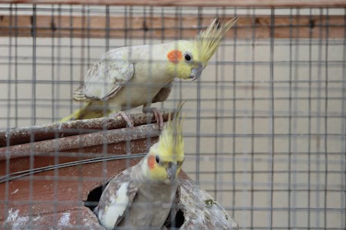 Free stock photo of bird, bird cage, cockatiel
