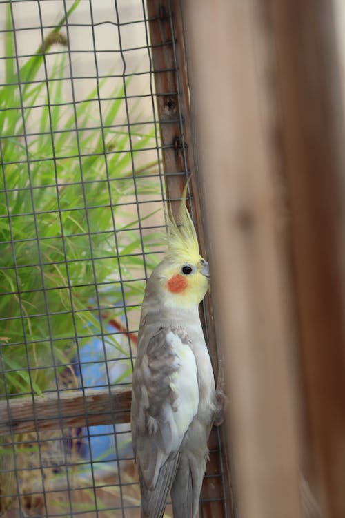 Foto stok gratis burung, cockatiel, mata burung