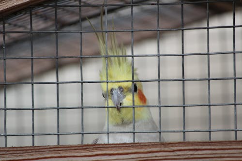 Free stock photo of bird, birdcage, cockatiel