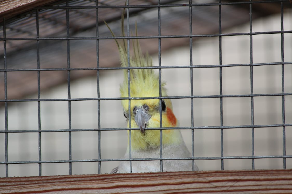 Foto stok gratis burung, cockatiel, sangkar burung