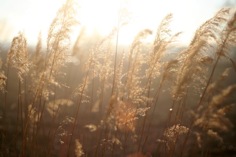 Sunlight On High Grasses