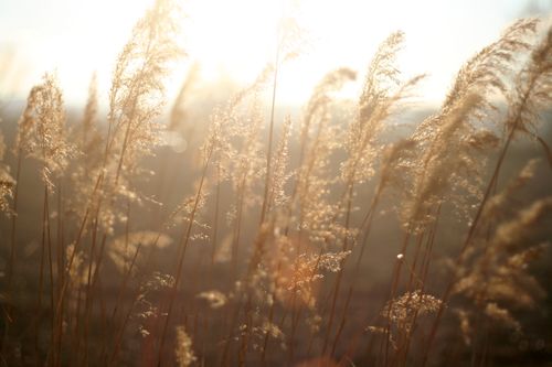 Free Close-up of sunlit grasses swaying in a warm spring breeze, capturing nature's tranquility. Stock Photo