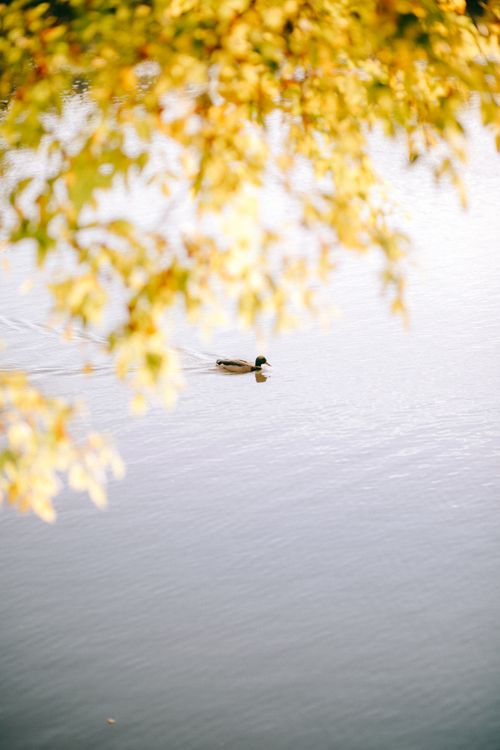 Free A mallard duck swims peacefully on a lake surrounded by autumn leaves. Stock Photo