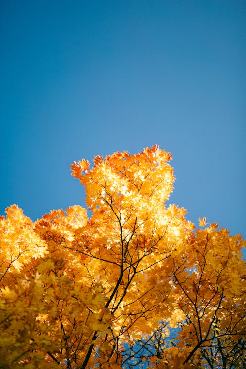 Gratis lagerfoto af blade, efterår, grene