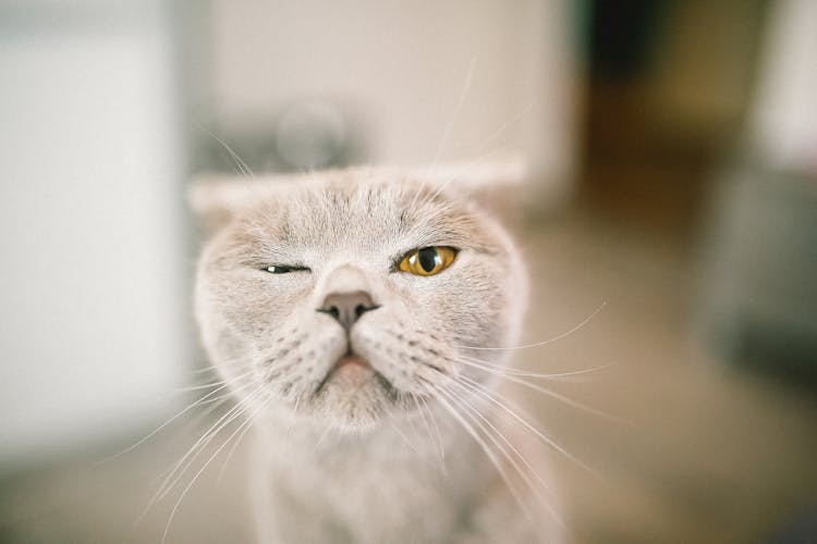 Close-Up Of Cat Winking